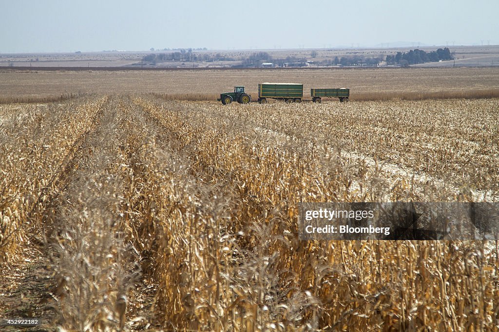 White Corn Harvest As Strong Rand Makes Imports Cheaper