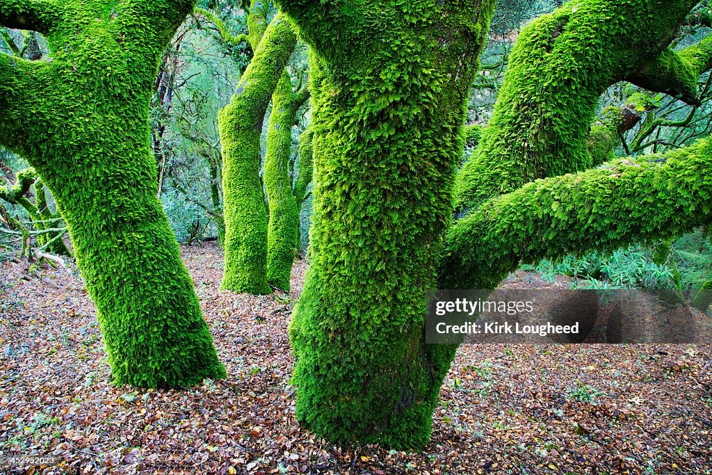 Moss Covered California Live Oak Trees
