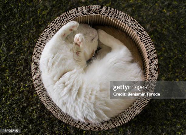 white cat sleeping in circular box - cat circle stock pictures, royalty-free photos & images