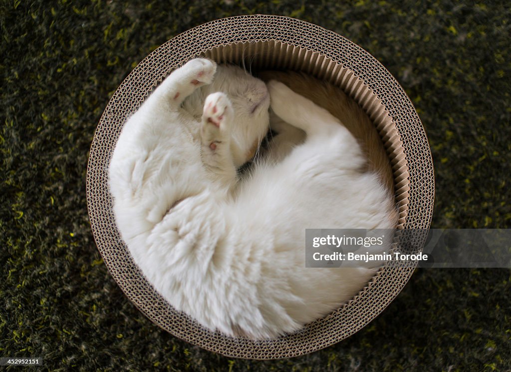 White cat sleeping in circular box