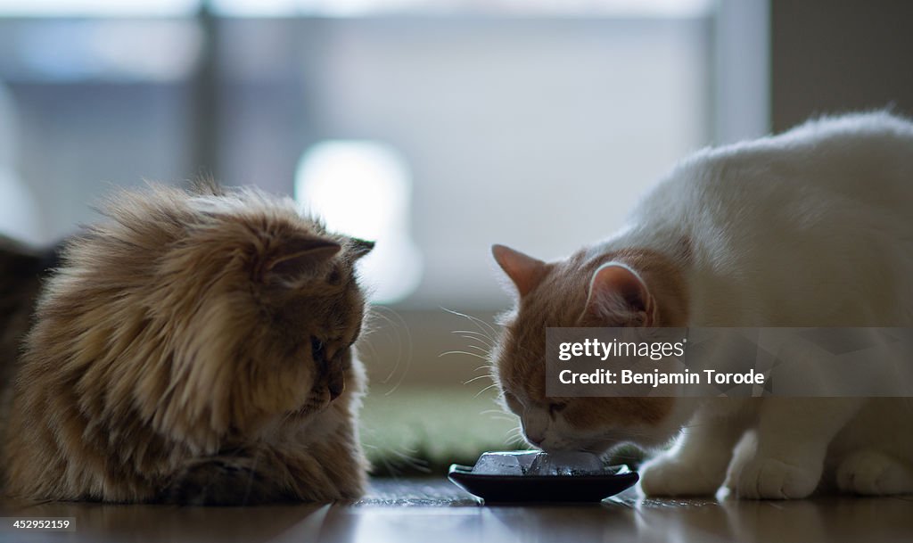 Cat licking ice as other looks on