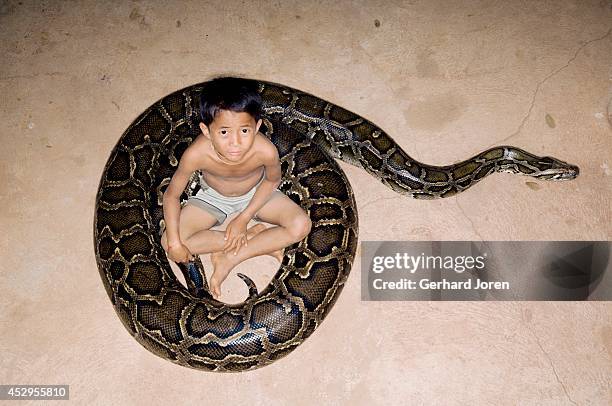 Cambodia Python Cambodia Python Photos and Premium High Res Pictures - Getty Images