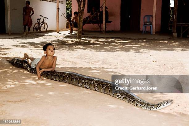 Cambodia Python 60 Cambodia Python Stock Photos, High-Res Pictures, and Images - Getty ...