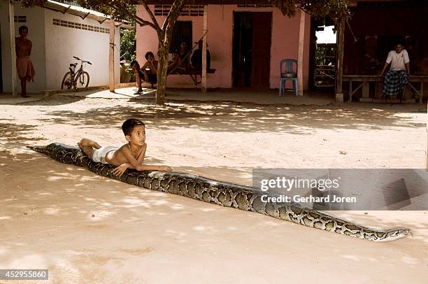Cambodia Python Cambodia Python Photos and Premium High Res Pictures - Getty Images