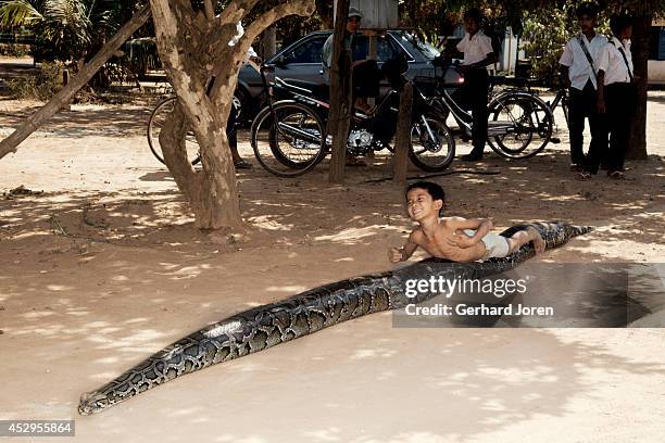 Cambodia Python Cambodia Python Photos and Premium High Res Pictures - Getty Images