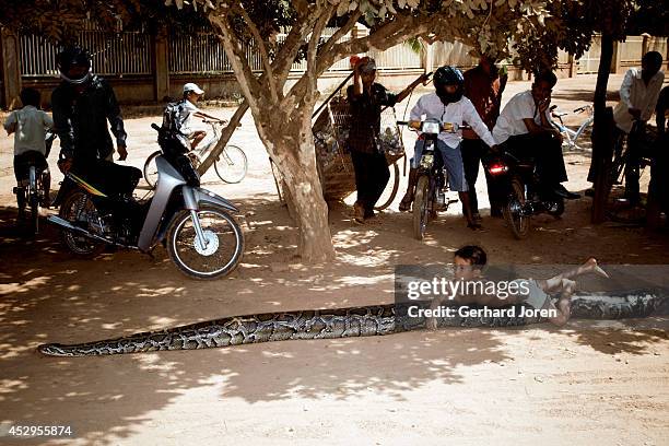 Cambodia Python Cambodia Python Photos and Premium High Res Pictures - Getty Images