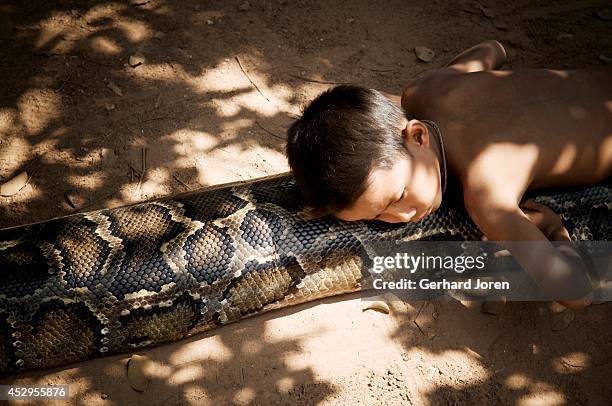 Cambodia Python Cambodia Python Photos and Premium High Res Pictures - Getty Images