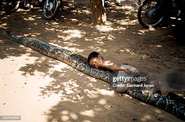 Cambodia Python Cambodia Python Photos and Premium High Res Pictures - Getty Images