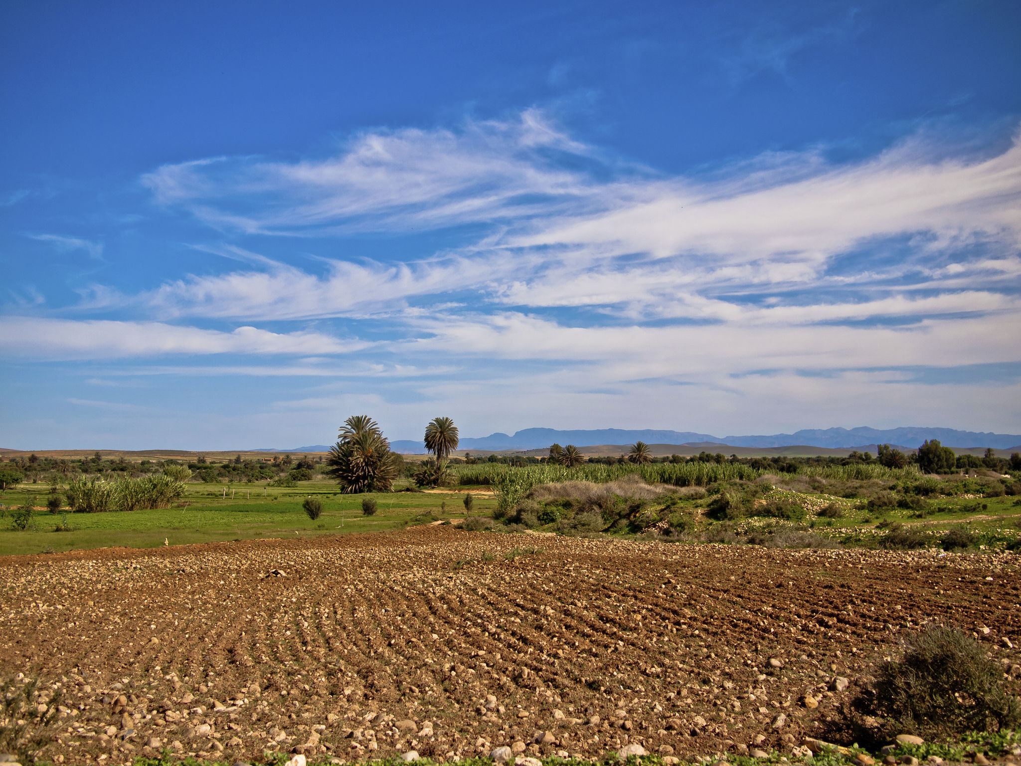 morocco cotton fields