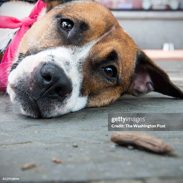Beagle Boxer Mixes Beagle Mix Photos and Premium High Res Pictures - Getty Images