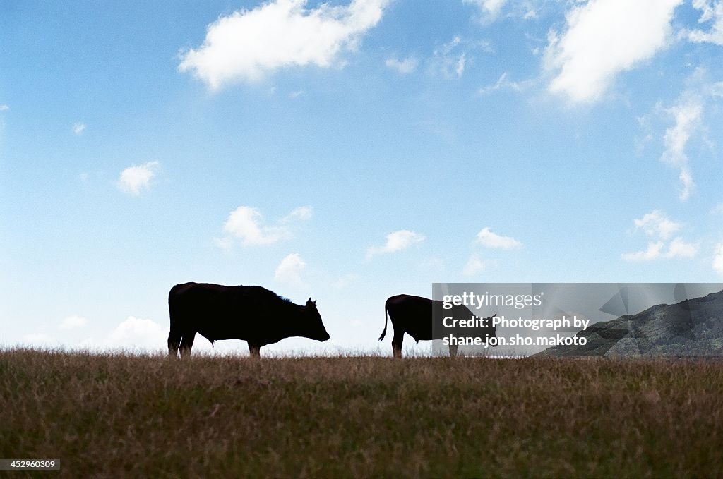 Cattles in Prairie