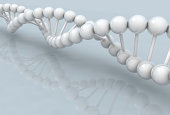 white DNA model