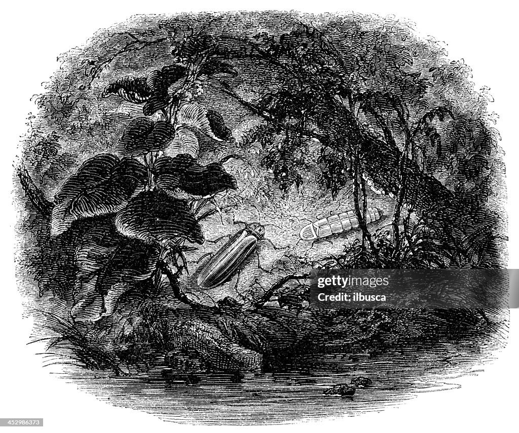 Antique illustration of Lampyris noctiluca