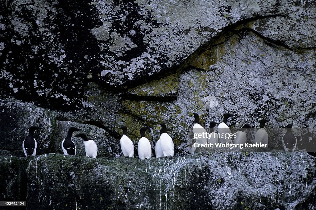 USA, Alaska, Near Seward, Kenai Fjords National Park,...