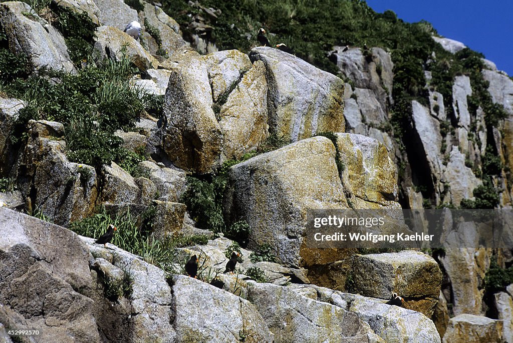 USA, Alaska, Near Seward, Kenai Fjords Np, Chiswell Island,...
