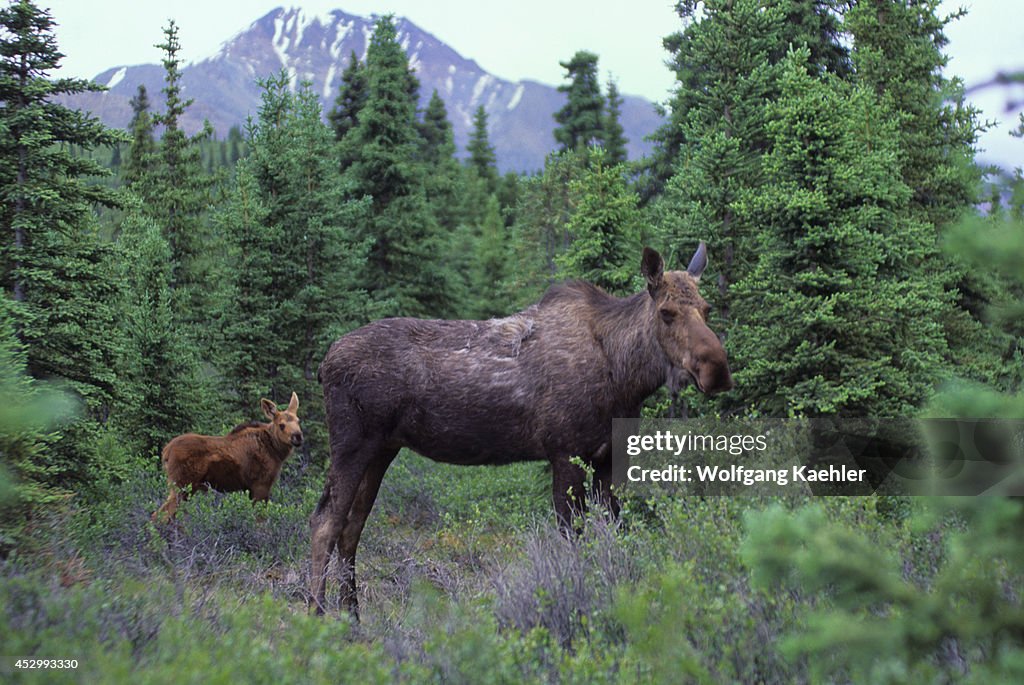 USA, Alaska, Denali National Park, Near Teklanika River,...