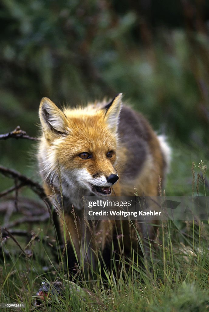 USA, Alaska, Denali National Park, Red Fox...