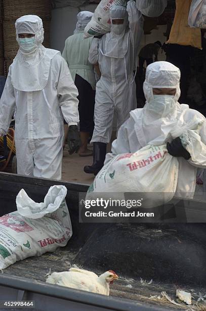 Thai soldiers wearing protective clothing carrying birds in sacks during an operation to cull thousands of chickens on a poultry farm in Thailand's...