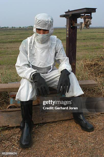 Thai soldier, wearing protective clothing, takes a break during an operation to cull thousands of chickens on a poultry farm in Thailand's...