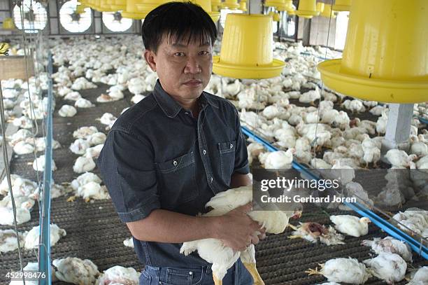 The owner of a poultry farm Khun Suchin Vongtreesin, stands with his chicken in a feeding area before they are culled as part of an operation aimed...