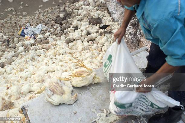 Thai worker wearing nothing to protect himself from infection throws live birds into pit where they will later be buried alive on a poultry farm in...