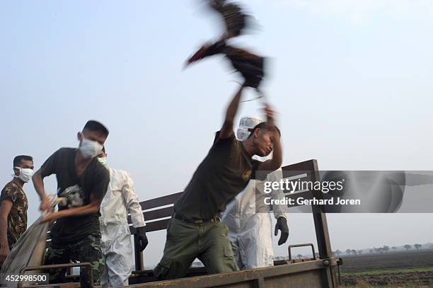 Thai soldier hurls a fighting cock from the back of a truck during an operation to cull thousands of chickens on a poultry farm in Thailand's...