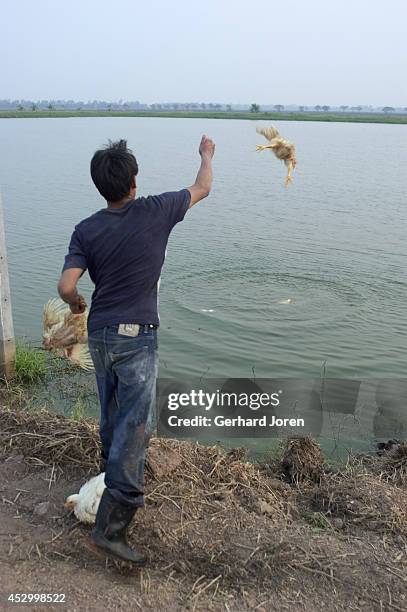 Thai worker, wearing nothing to protect himself from infection, throws chickens into a lake during a culling operation on a poultry farm in...