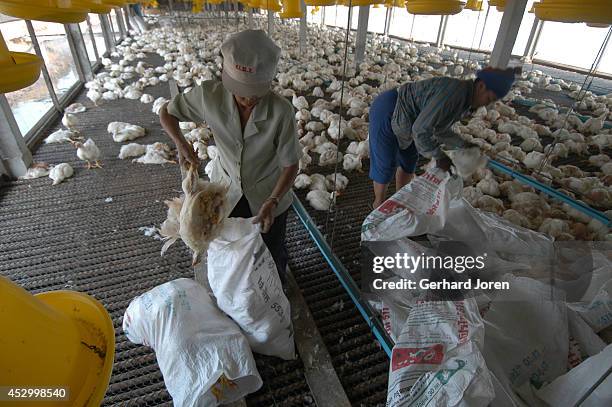 Thai workers, wearing nothing to protect themselves from infection, put birds into sacks during an operation to cull thousands of chickens on a...