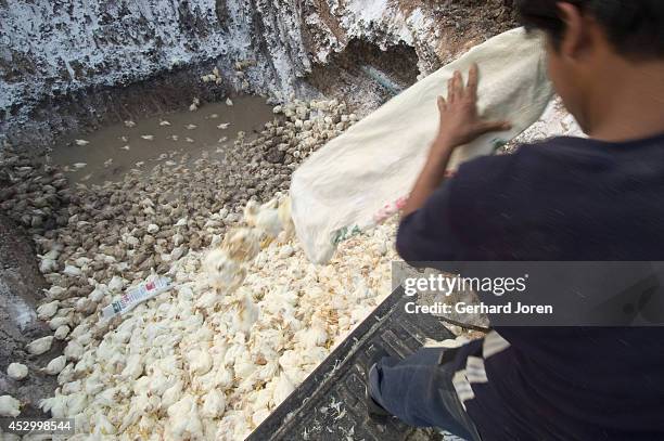 Thai worker wearing nothing to protect himself from infection throws live birds into pit where they will later be buried alive on a poultry farm in...