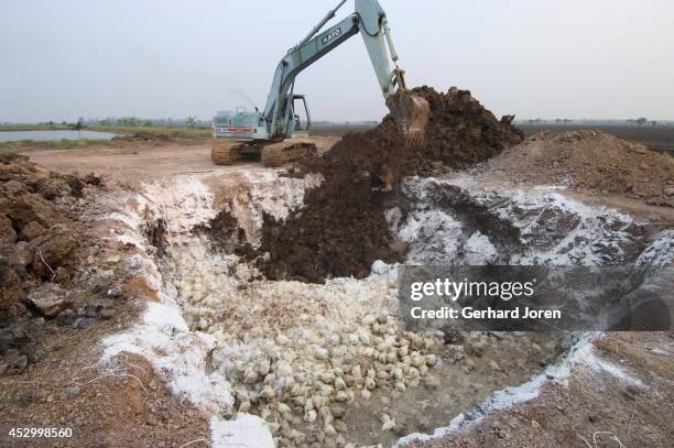 An earth mover is used to dig a pit in which thousands of birds are buried alive during a cull on a poultry farm in Thailand's Prachinburi province...