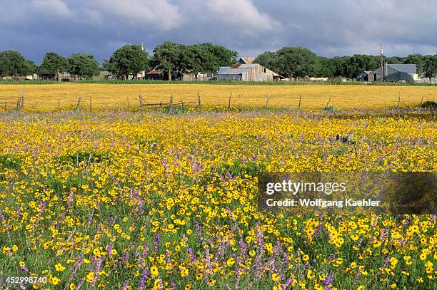 Texas, Near Fredericksburg, Bitterweed And Sage Flowers, Farm.