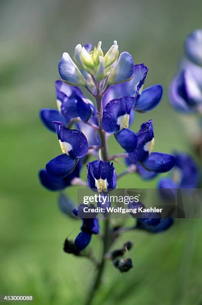 Texas, Near Willow City, Texas Bluebonnet, Close-up .