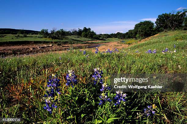 Texas, Willow City Loop, Texas Bluebonnets, Creek In Background.