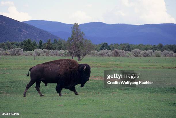 Bison Ranch Images 567 Bison Ranch Stock Photos, High-Res Pictures, and Images - Getty Images