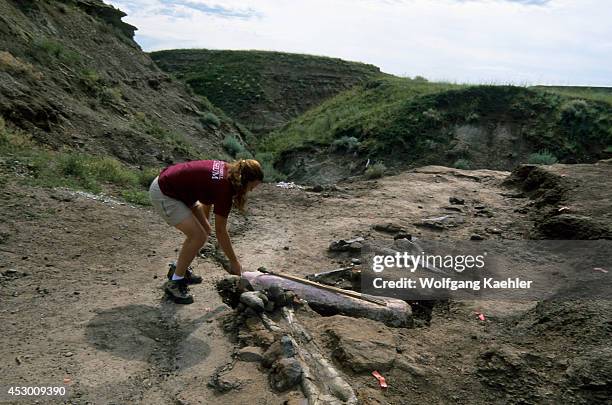 Canada, Alberta, Drumheller, Royal Tyrrell Museum, Dinosaur Dig, Dig Coordinator April Rasmussen, Bones.