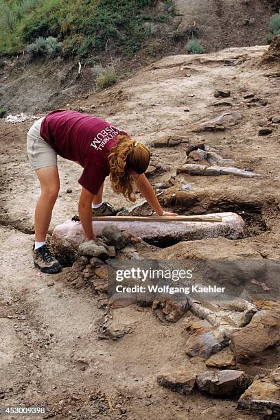 Canada, Alberta, Drumheller, Royal Tyrrell Museum, Dinosaur Dig, Dig Coordinator April Rasmussen, Bones.