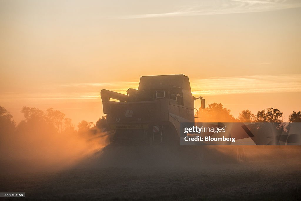 Soft Wheat Harvest As Rain Affects Quality And Export Prospects