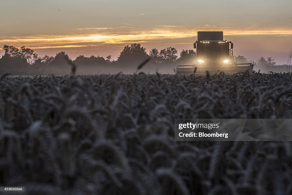 Soft Wheat Harvest As Rain Affects Quality And Export Prospects