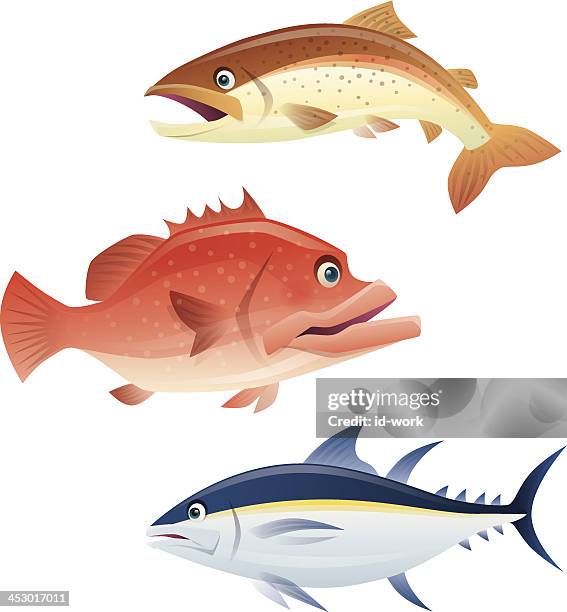 stockillustraties, clipart, cartoons en iconen met salmon grouper tuna - zonnebaarzen