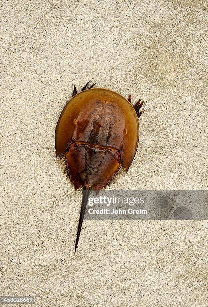 Horseshoe crab on beach.