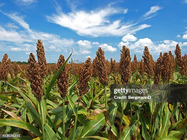 sorghum - sorgo stockfoto's en -beelden