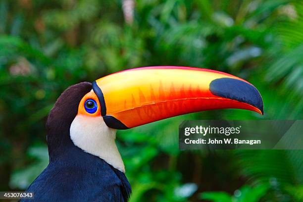 toucan bird, iguazu falls, brazil - toucan stock pictures, royalty-free photos & images