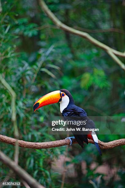 toucan bird, iguazu falls, brazil - south american bird photos et images de collection