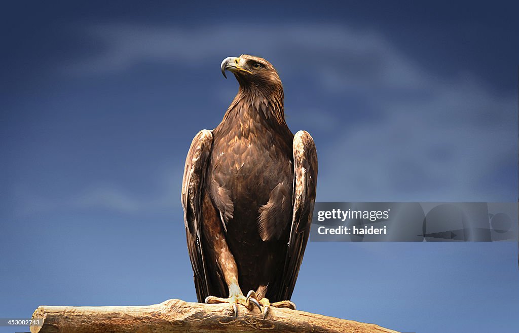 Golden Eagle