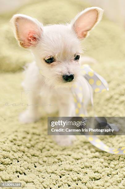 white puppy - malteser stock-fotos und bilder
