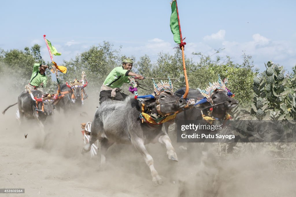 Competitors Gather For The Traditional Water Buffalo Race