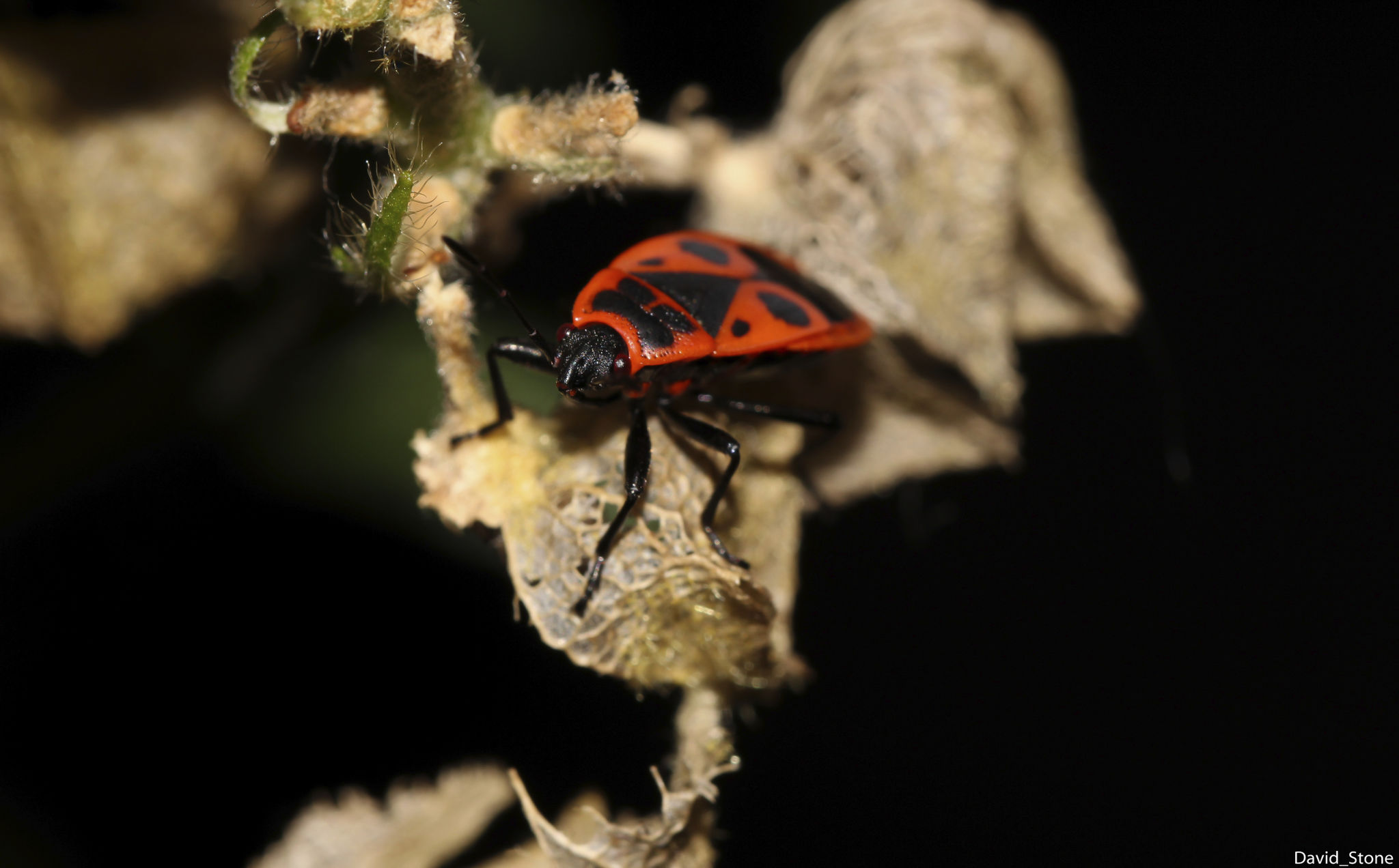 bed bug monitor