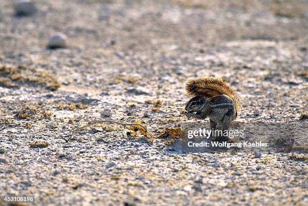 Bushy Tailed Rodent Photos and Premium High Res Pictures Getty Images Bushy Tailed Rodent Photos and Premium High Res Pictures Getty Images