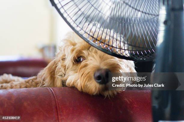 hot days in front of a fan - dog fan stock pictures, royalty-free photos & images