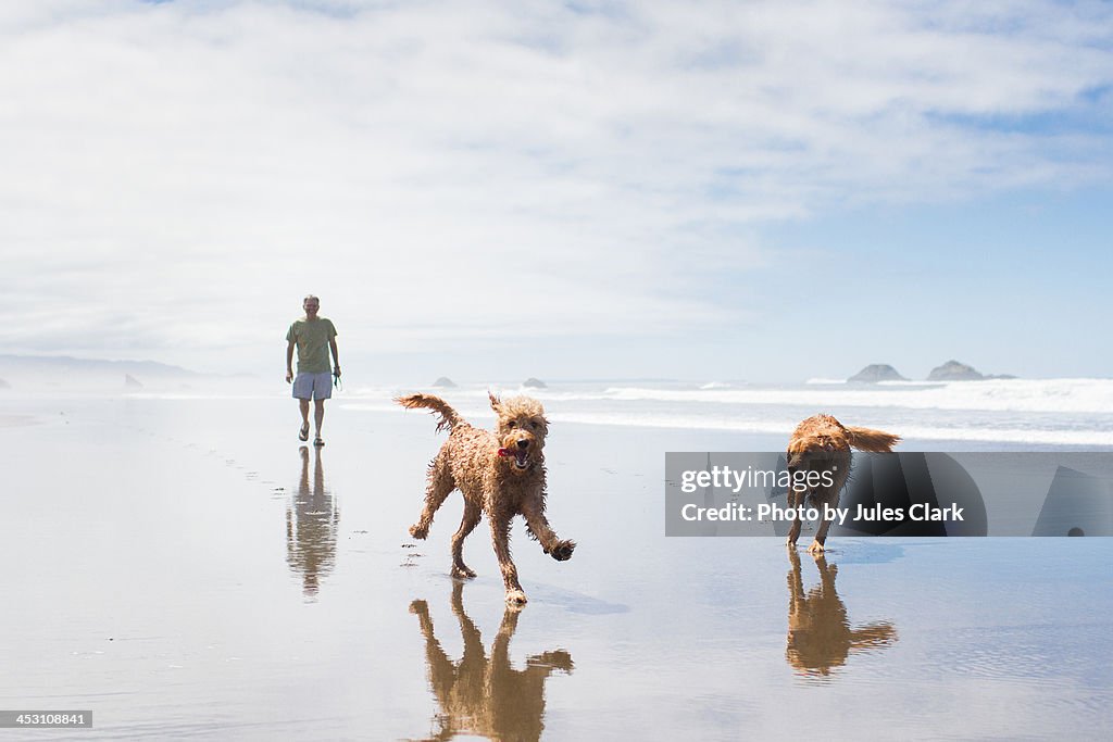 Frolicking on the beach with dogs